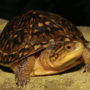blanding’s turtle for sale