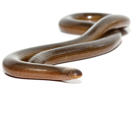 blind worm snake for sale