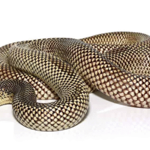 blotched kingsnake for sale