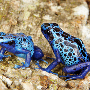 blue azureus tinctorius dart frog sale