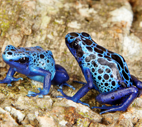 blue azureus tinctorius dart frog sale