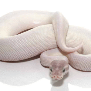 blue eye leucistic ball python for sale