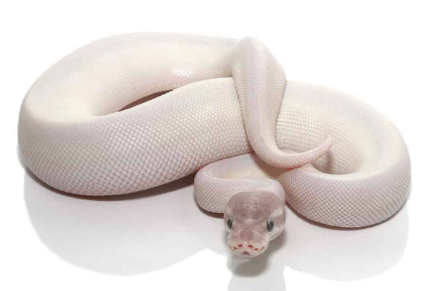 blue eye leucistic ball python for sale