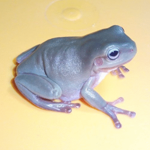 blue eyed whites tree frog for sale