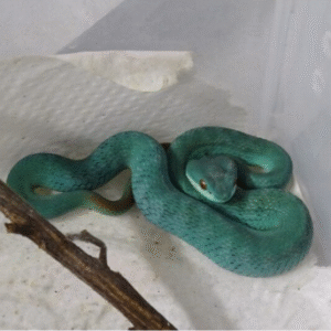 blue komodo island viper for sale