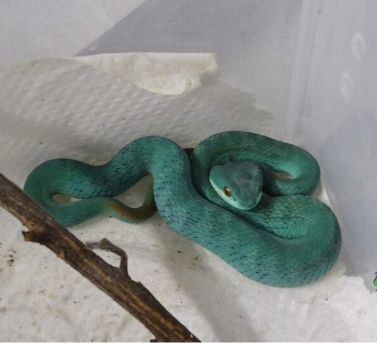 blue komodo island viper for sale