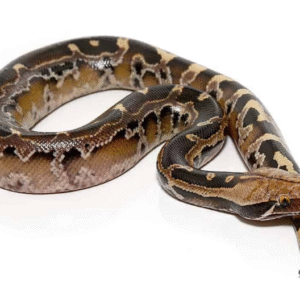 borneo blood python for sale