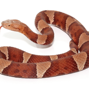 broad banded copperhead snake for sale