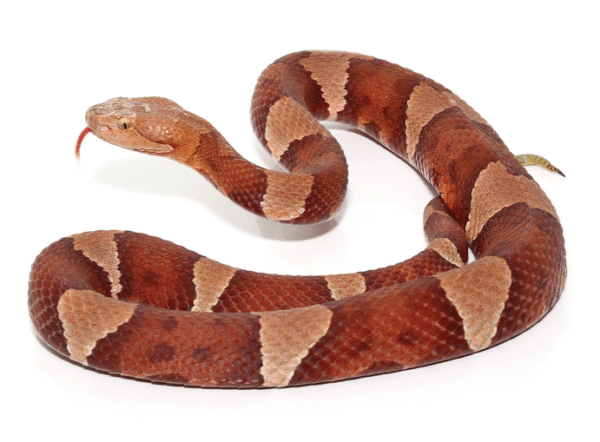 broad banded copperhead snake for sale