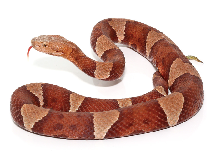 broad banded copperhead snake for sale