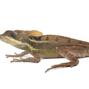 brown basilisk for sale