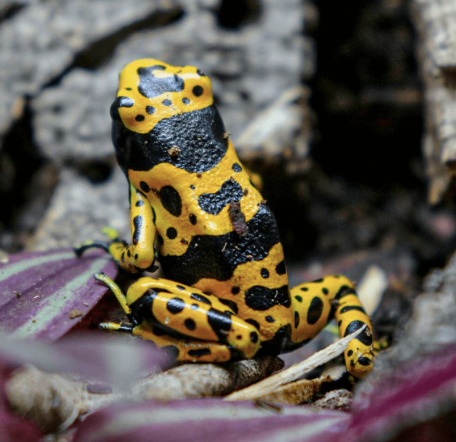 bumblebee dart frog for sale