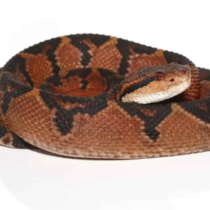 south american bushmaster for sale
