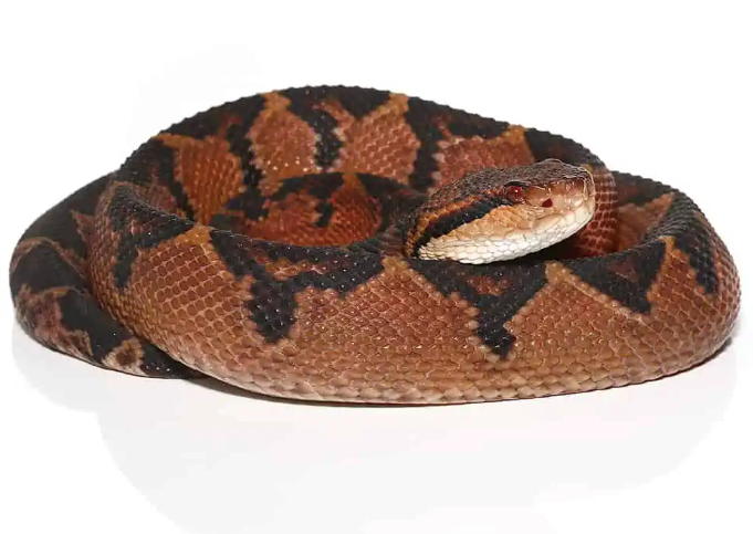 south american bushmaster for sale