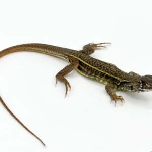 butterfly agama for sale