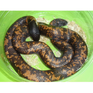 calabar python for sale
