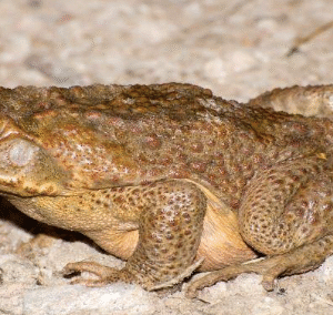 cane toad for sale