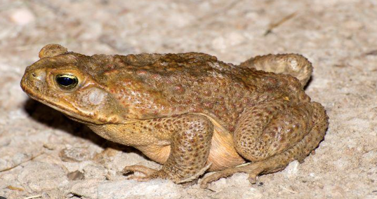 cane toad for sale