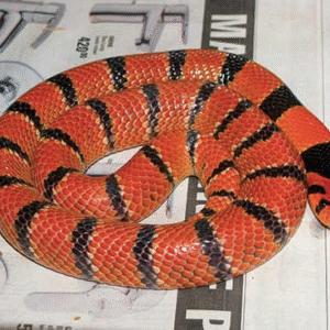 cape coral cobra for sale