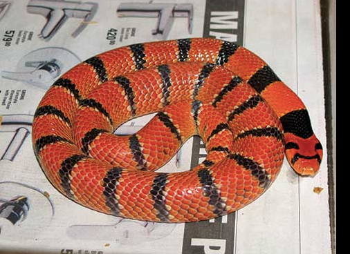 cape coral cobra for sale