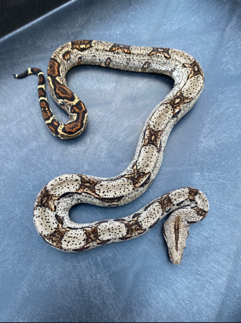 central american boa for sale