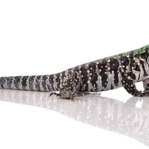 chacoan white headed tegu for sale