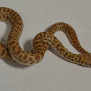 children’s python for sale