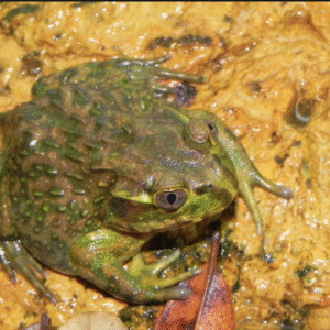 chilean wide mouthed toad for sale