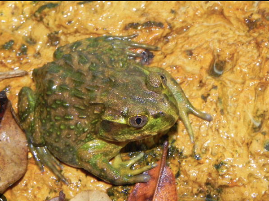 chilean wide mouthed toad for sale