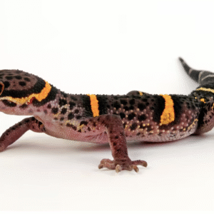 chinese cave gecko for sale