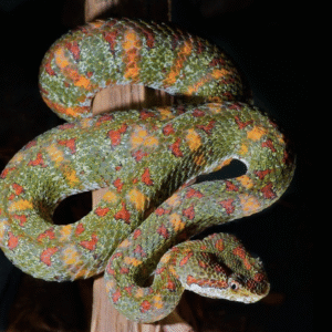 christmas tree eyelash viper for sale
