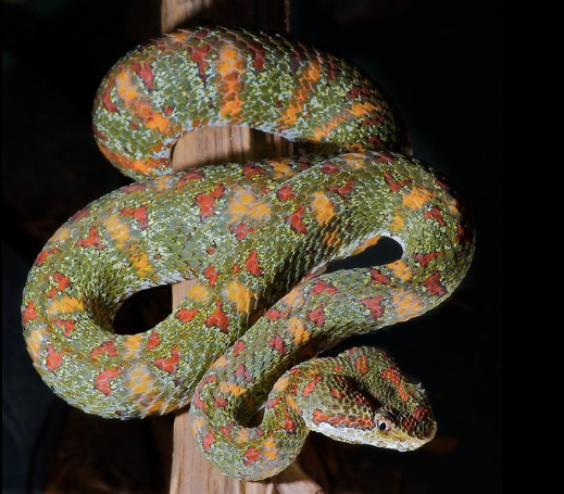 christmas tree eyelash viper for sale