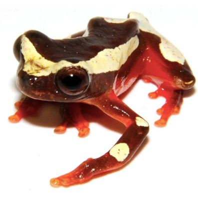 clown tree frog for sale