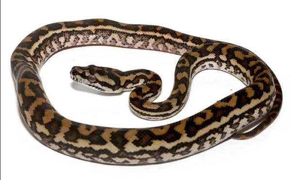 coastal carpet python for sale
