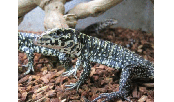 colombian tegu for sale