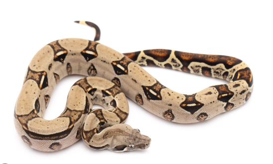 columbian red tail boa for sale