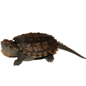 common snapping turtle for sale