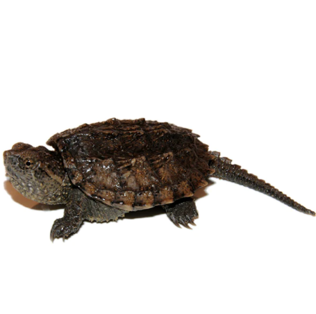 common snapping turtle for sale common snapping turtle for sale