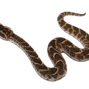 congo puff adder for sale