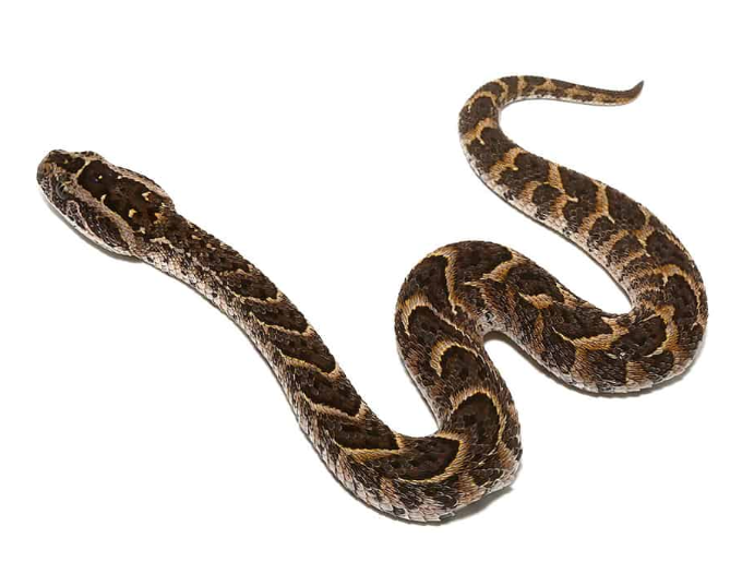 congo puff adder for sale