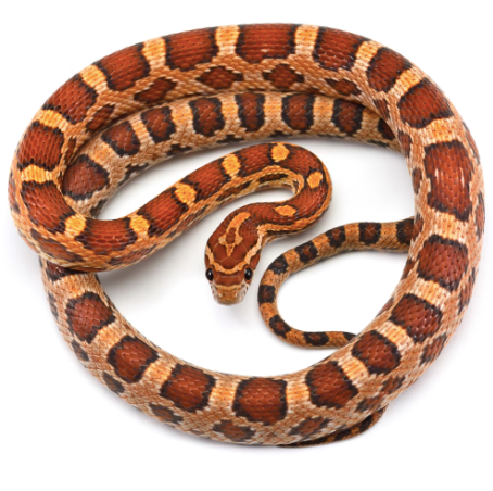 corn snake for sale