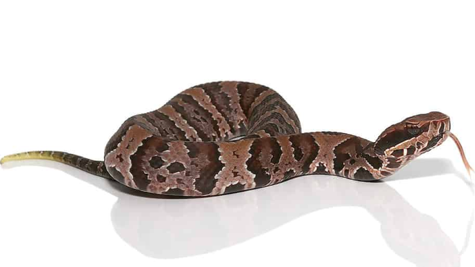 cotton mouth water moccasin for sale