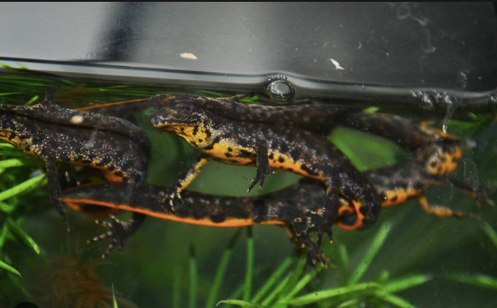 crested newt for sale