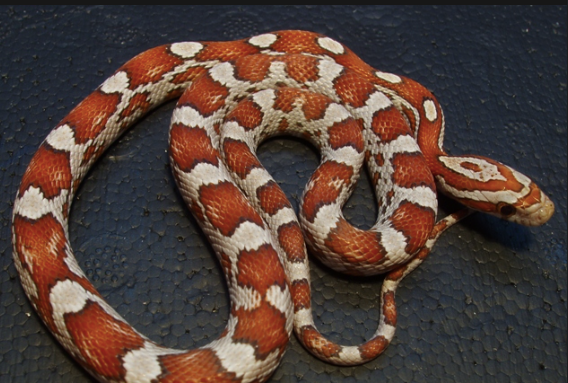 crimson corn snake for sale