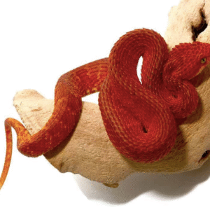 crimson red squamigera bush viper for sale