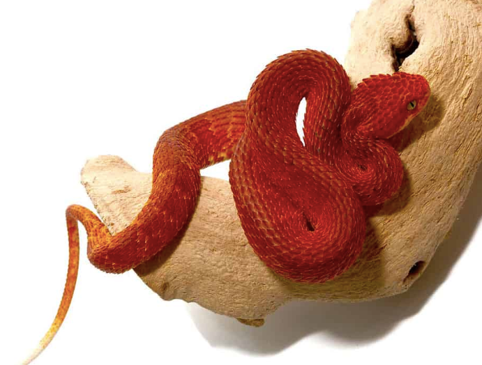 crimson red squamigera bush viper for sale