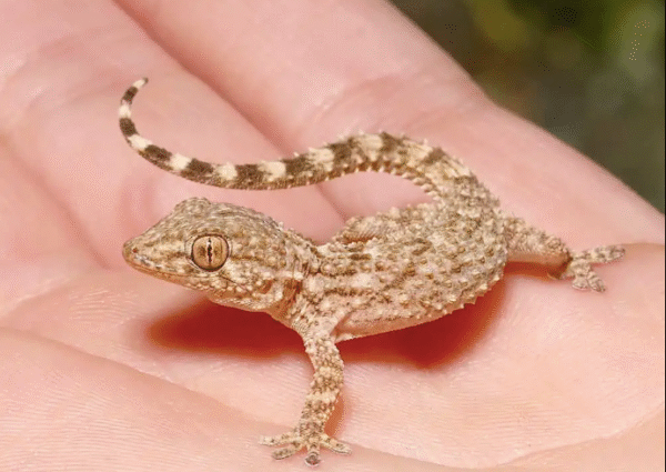 crocodile gecko for sale