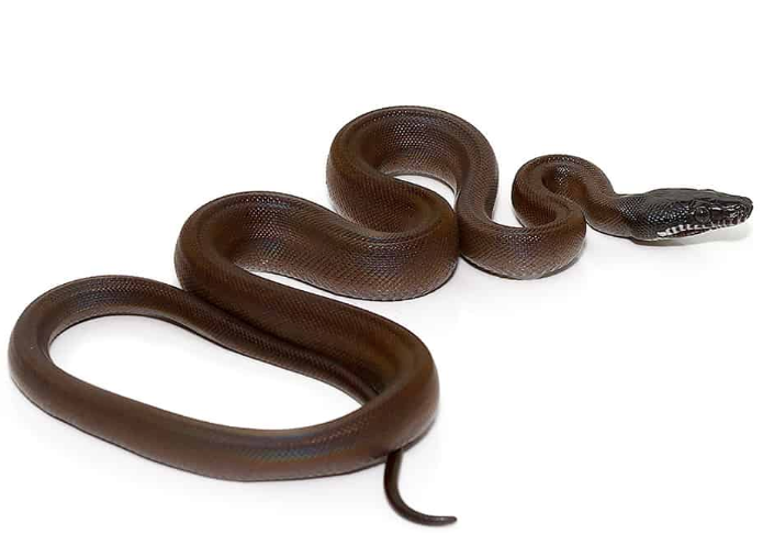 d’alberts python for sale