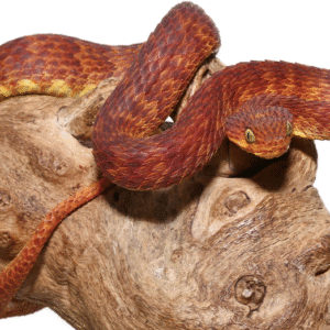dark red squamigera bush viper for sale