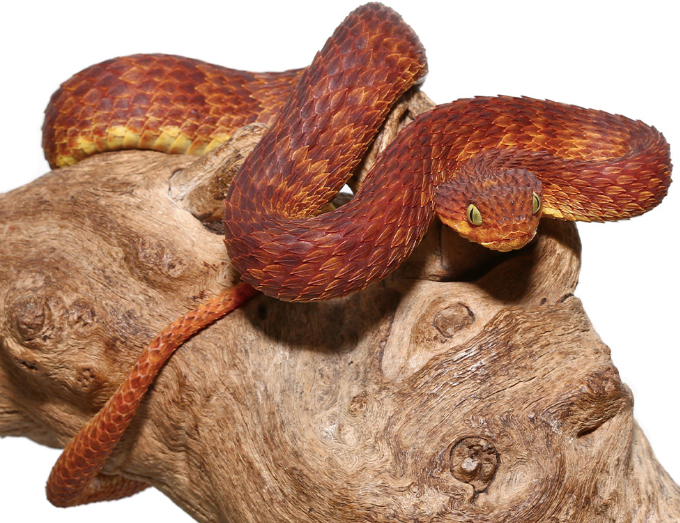 dark red squamigera bush viper for sale